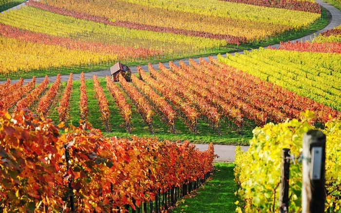 Vineyard in autumn colors with a small building