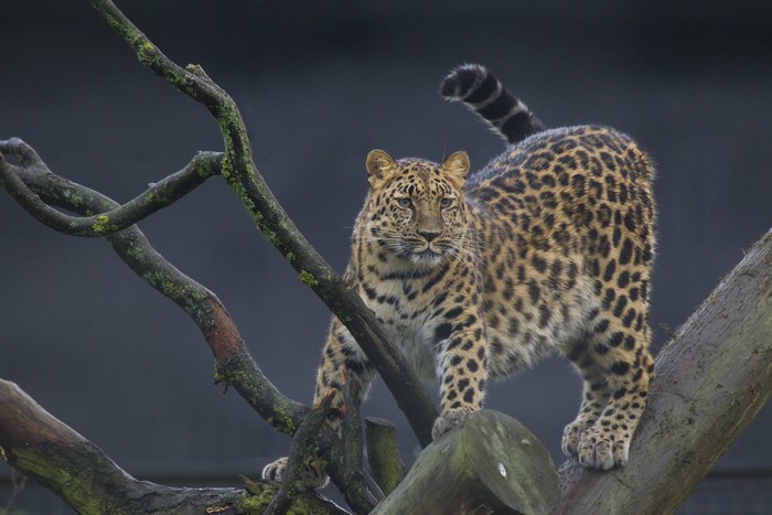 Leopard on tree branches