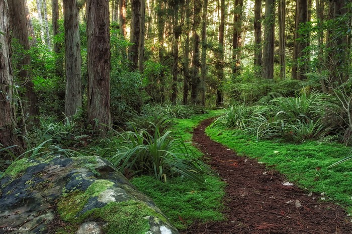 Forest trail with moss and trees in Dunedin, New Zealand