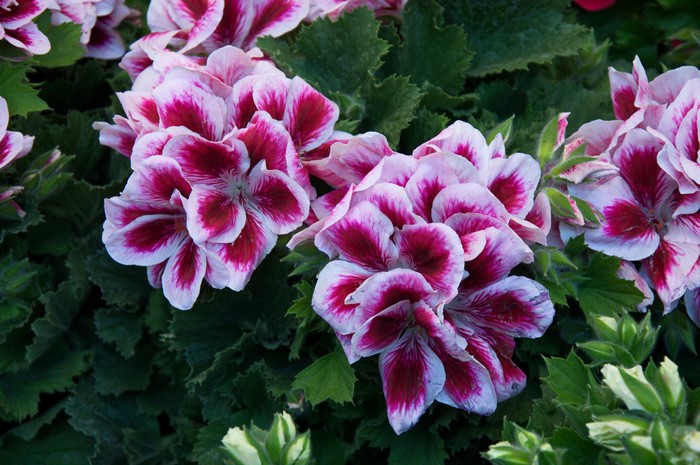 Close-up of pink and white variegated geranium flowers