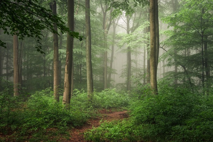 Forest in Hilberath, Germany with Fog