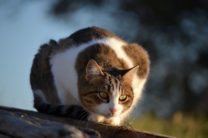 Tabby and white cat crouching on wood