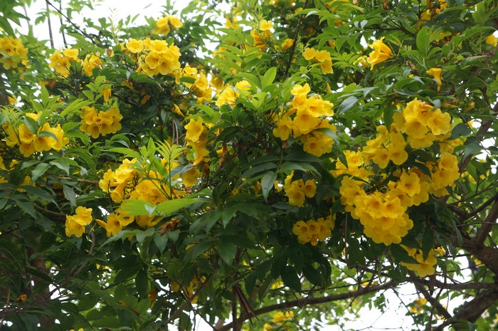 Yellow Campsis flowers on a tree