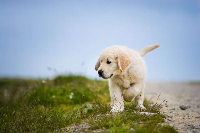 Golden Retriever puppy walking on grass