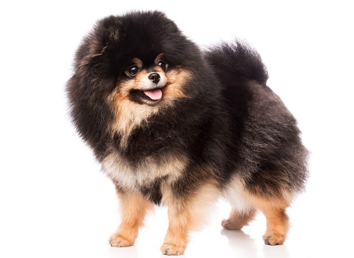 Black and Tan Pomeranian Dog on White Background