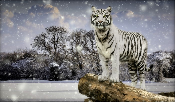 White tiger standing on a log in the snow