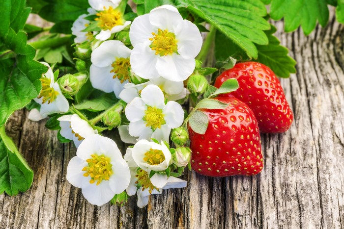 Strawberries and flowers on wood