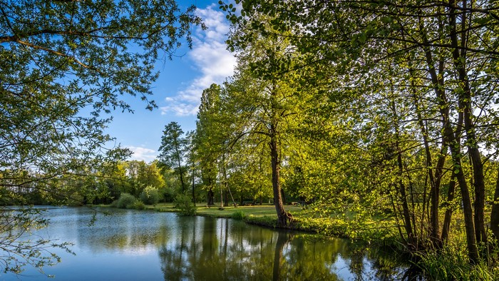 Summer lake with trees and blue sky