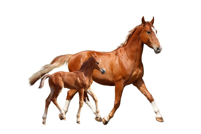 Chestnut mare and foal running on white background