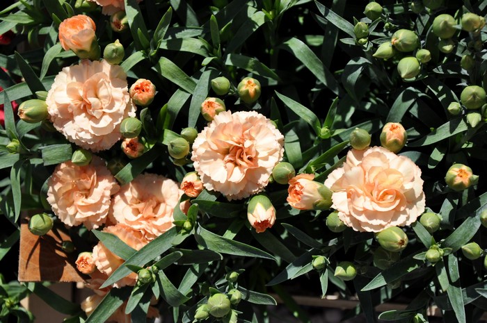 Peach Carnations and Buds