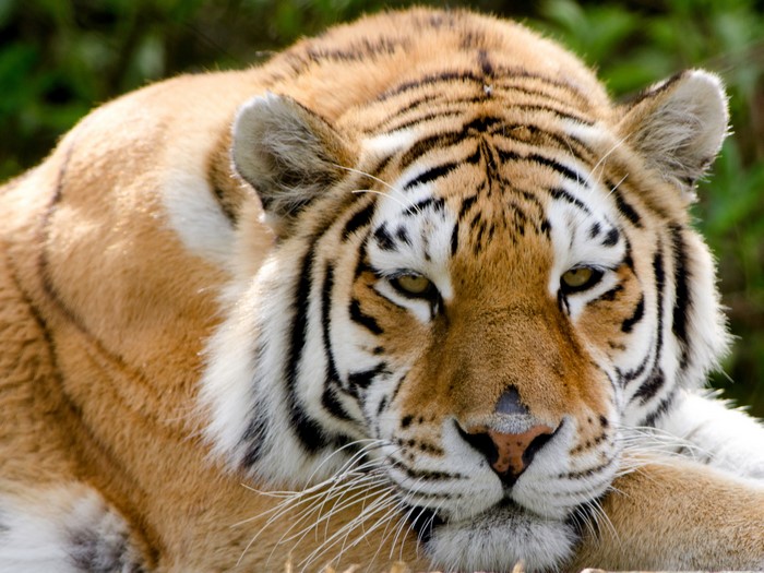 Tiger resting with its head down