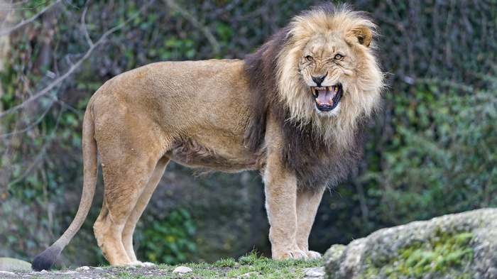 Lion roaring in a natural habitat