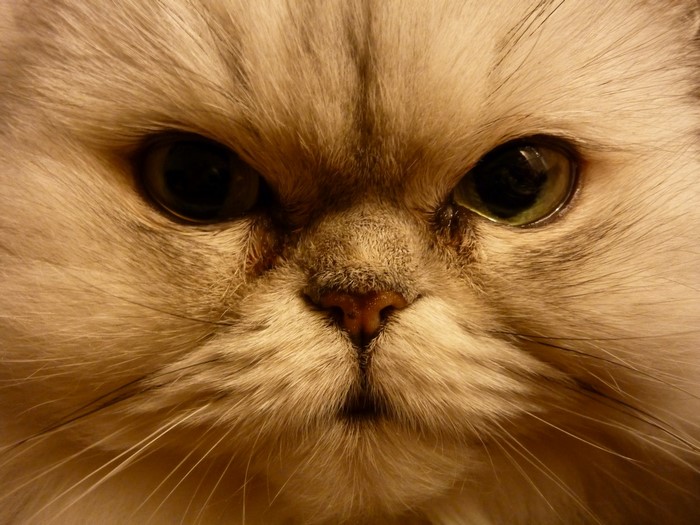 Close-up of a Persian cat's face