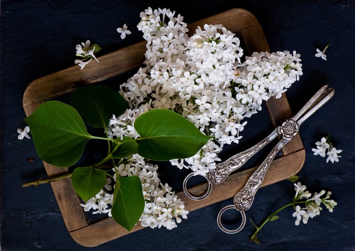 White Lilac with Silver Shears on Dark Surface