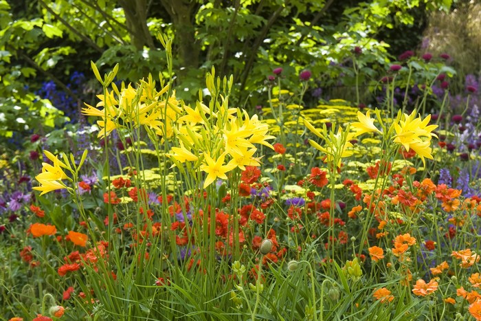 Garden with yellow lilies, poppies, and other flowers
