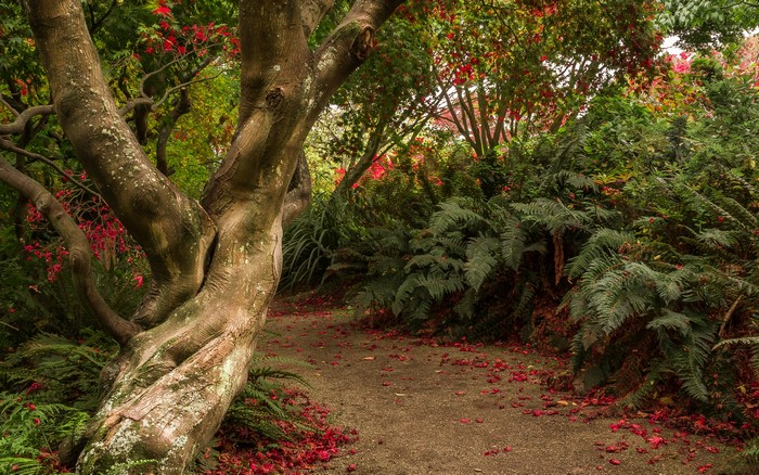 Path through a garden with a twisted tree and ferns