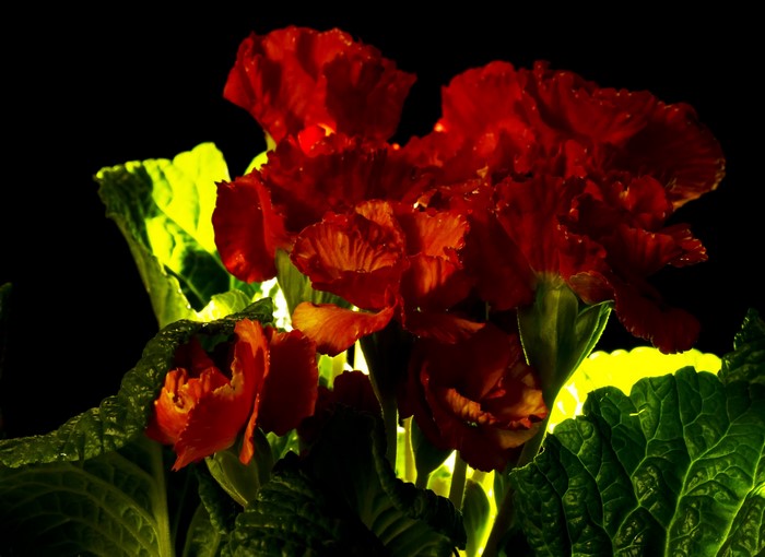 Vibrant Wine Red Primula Flower Closeup