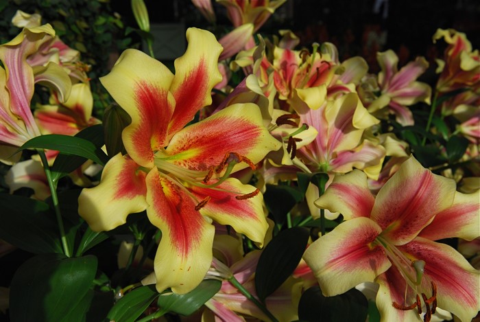 4K Lilies Closeup