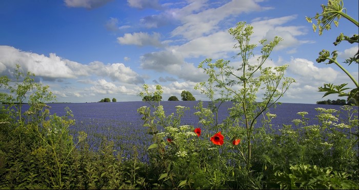 Field of purple flowers under a cloudy sky
