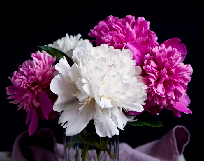 Pink and white peonies in a vase