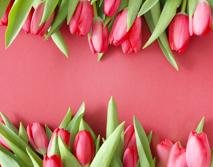 Pink Tulips on Pink Background