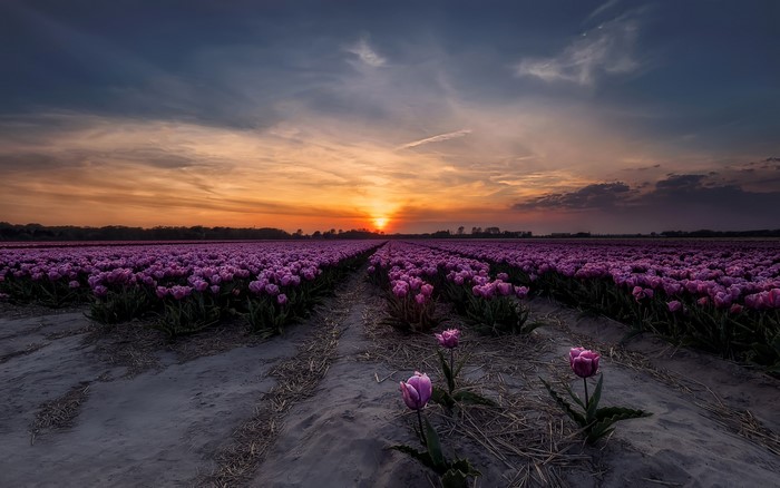 Purple tulips field at sunset