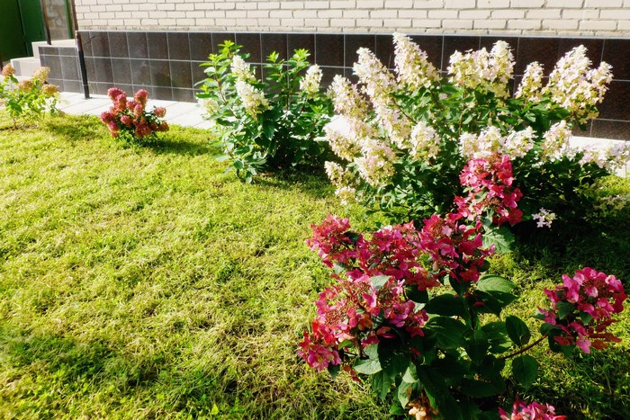 Hydrangeas and grass in front of a brick building