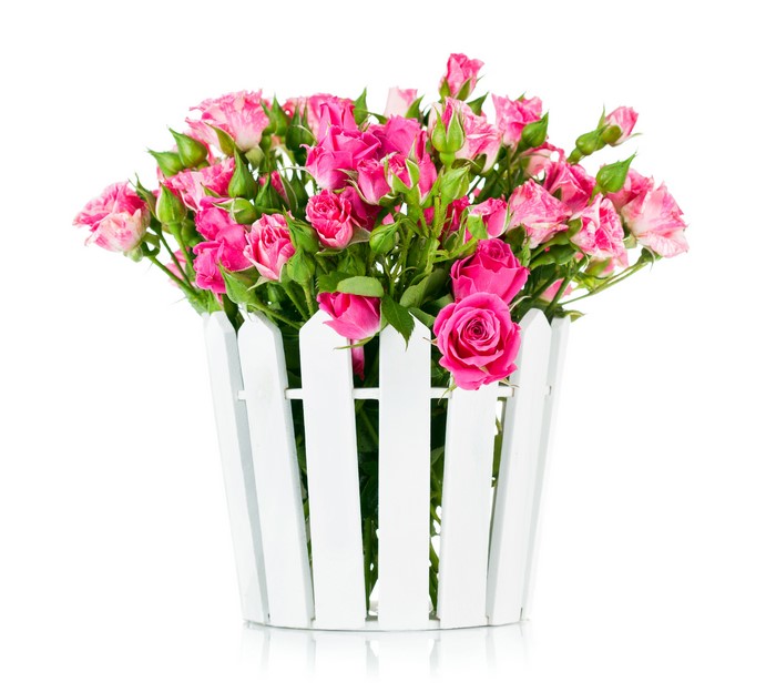 Pink Roses in a White Picket Fence Pot
