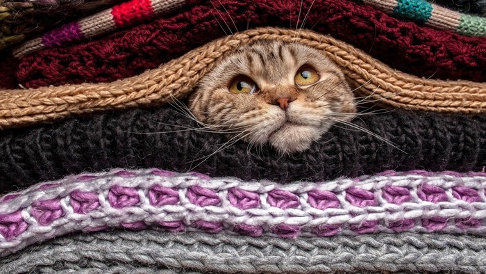 Cat peeking from a stack of knitted blankets