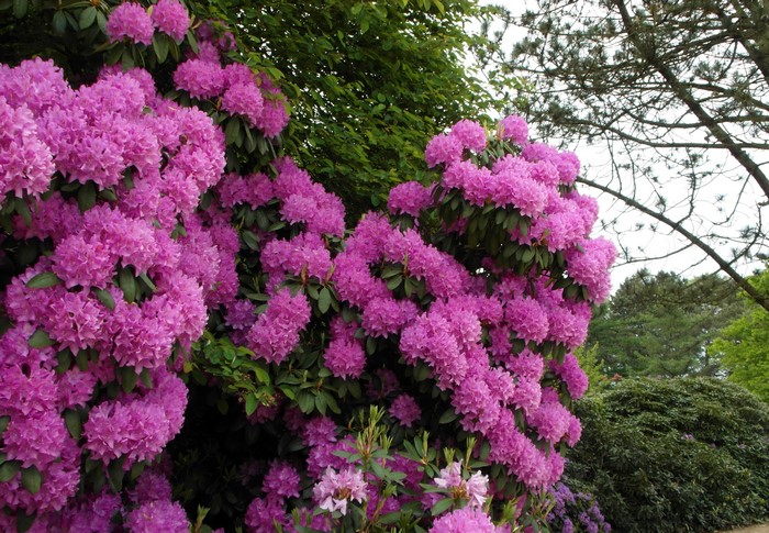Pink Rhododendron flowers in bloom