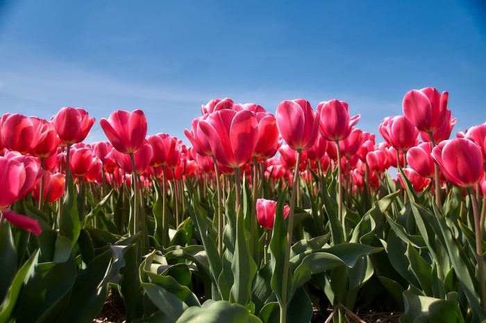 Field of Pink Tulips Under Blue Sky