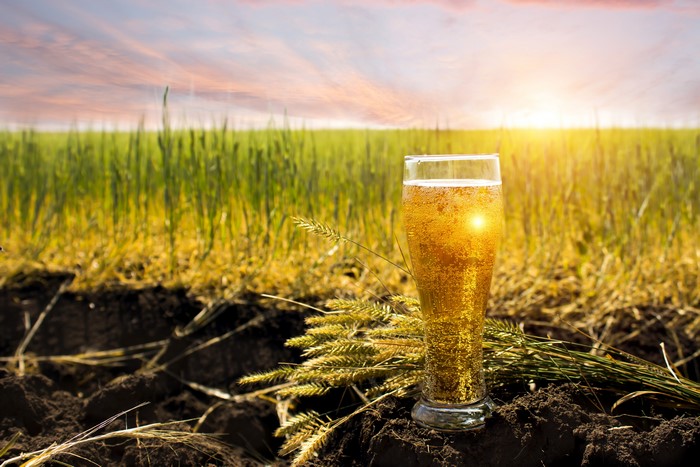 Beer in a highball glass in a field at sunset
