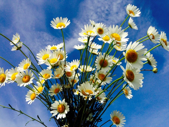 Bouquet of Camomiles against a blue sky