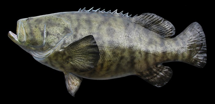 4K Grouper Fish Closeup