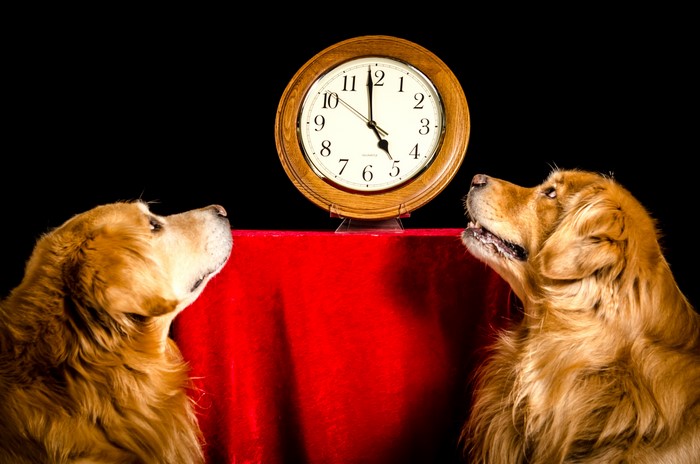 Two golden retrievers looking at a clock