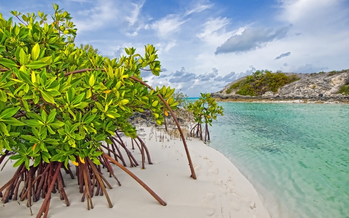 Mangrove trees on a sandy beach by turquoise water