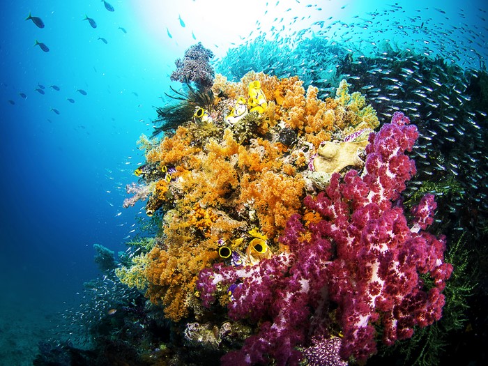 4K Underwater world with corals and fish
