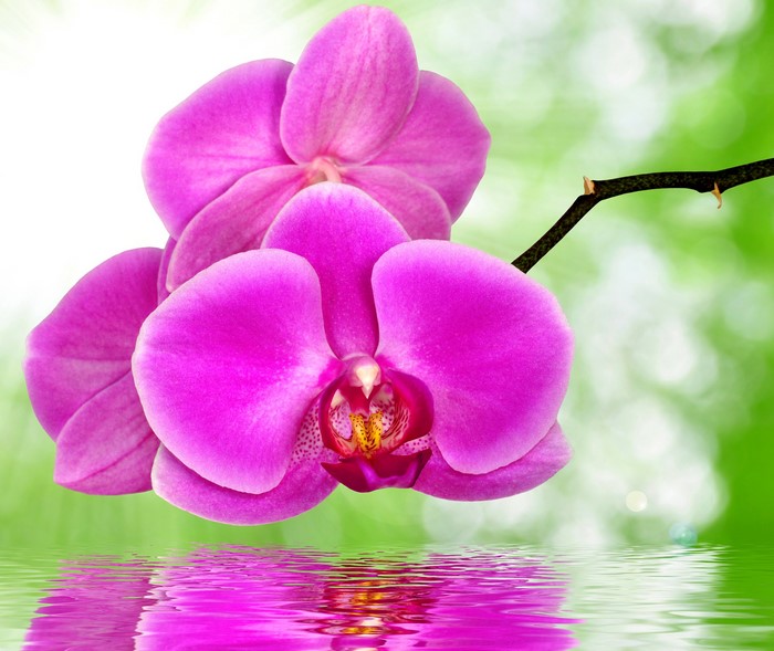 Pink orchids reflected in water