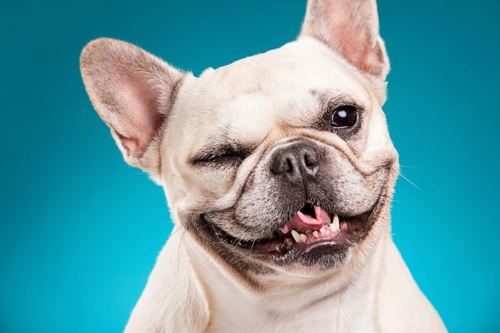 French Bulldog winking on a blue background