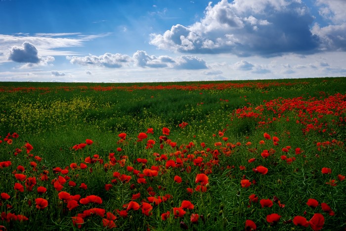Field of red poppies under a cloudy blue sky