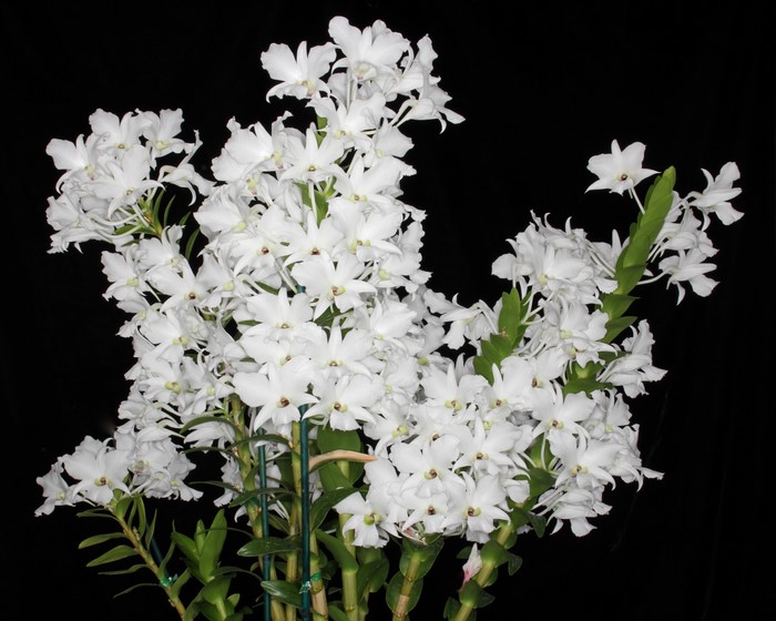White Orchids on Black Background