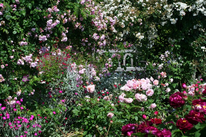 Rosemoor Gardens in Devon, England with many roses