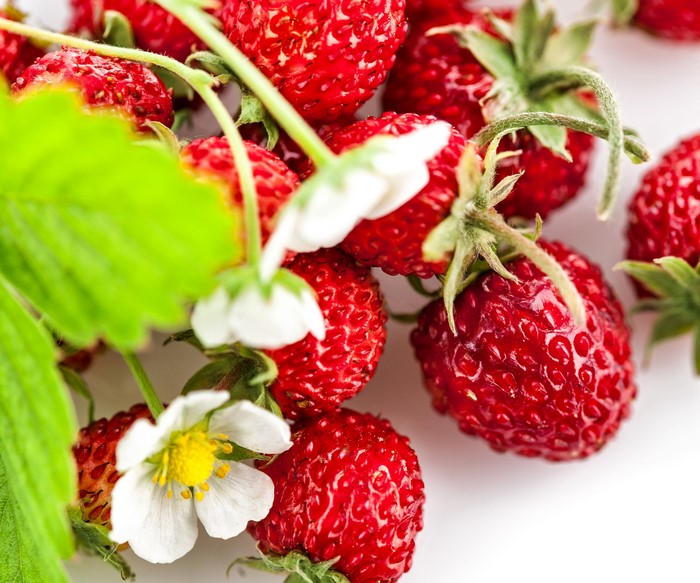 Wild Strawberries with Flowers and Leaves