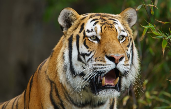 Tiger with open mouth