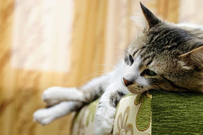 Tabby cat resting on a couch