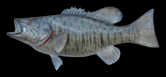 Smallmouth bass fish against black background
