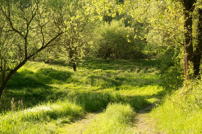 Summer in a Bavarian forest with a path