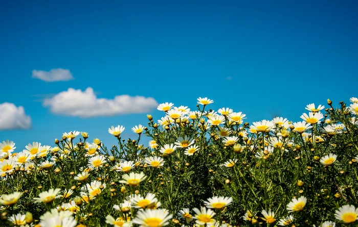 Many Camomiles Under Blue Sky