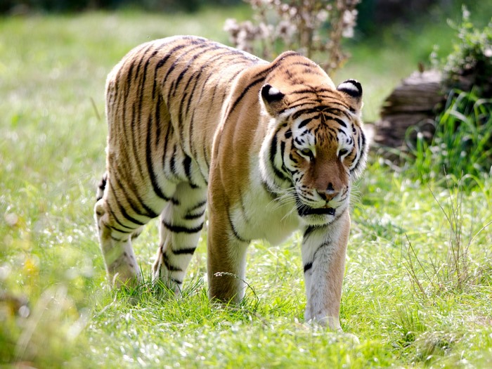 Tiger walking in grass