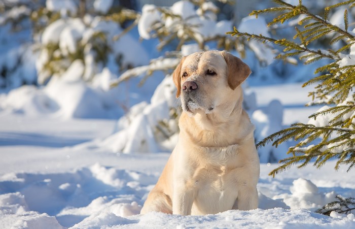 Yellow Labrador Retriever in the Snow